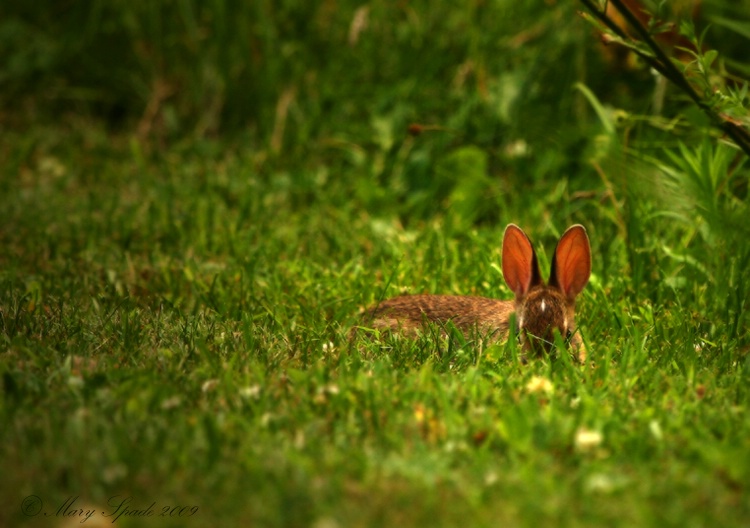 Bunny Ears