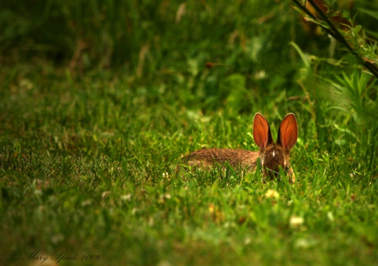 Bunny Ears