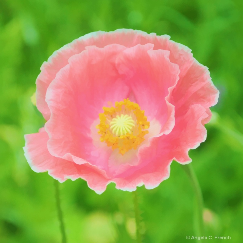 Painted Poppy