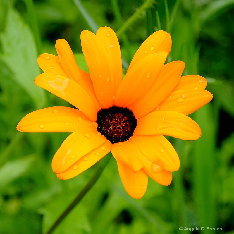 Yellow Raindrops