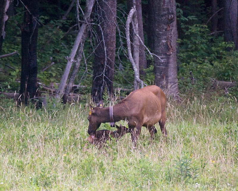 First Steps - ID: 8741348 © Marilyn S. Neel