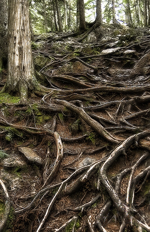 Roots - ID: 8743265 © Laurie Daily