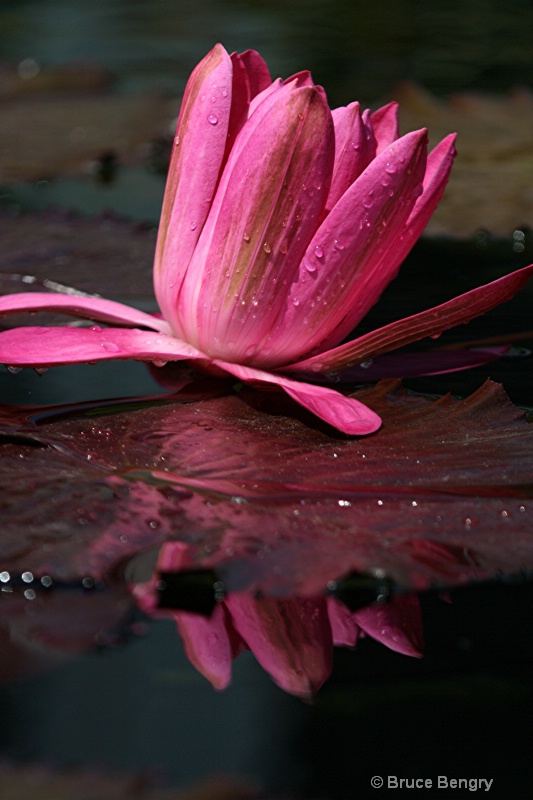 Red waterlily