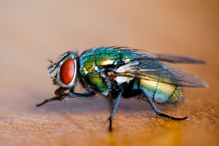 Im a big Fly