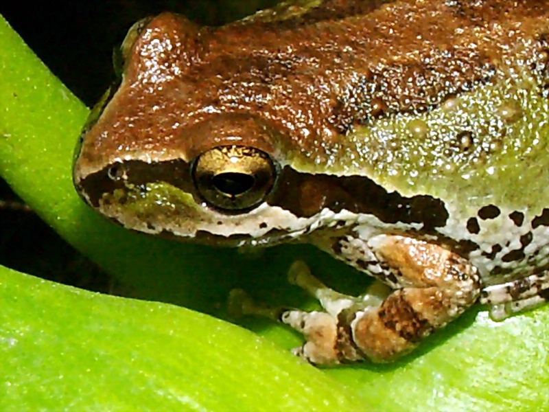 Tree Frog