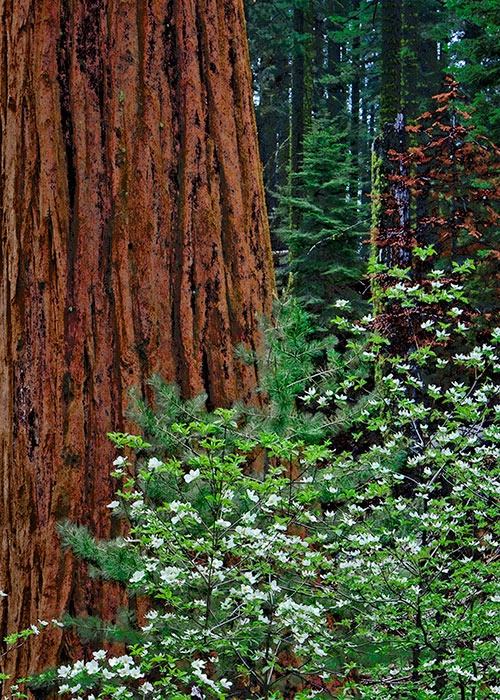 Dogwood and Sequoia