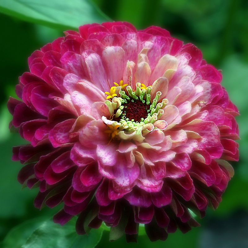 zinnia pink