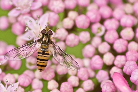 Marmalade fly