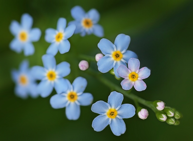 Forget Me Knots - ID: 8748729 © Laurie Daily