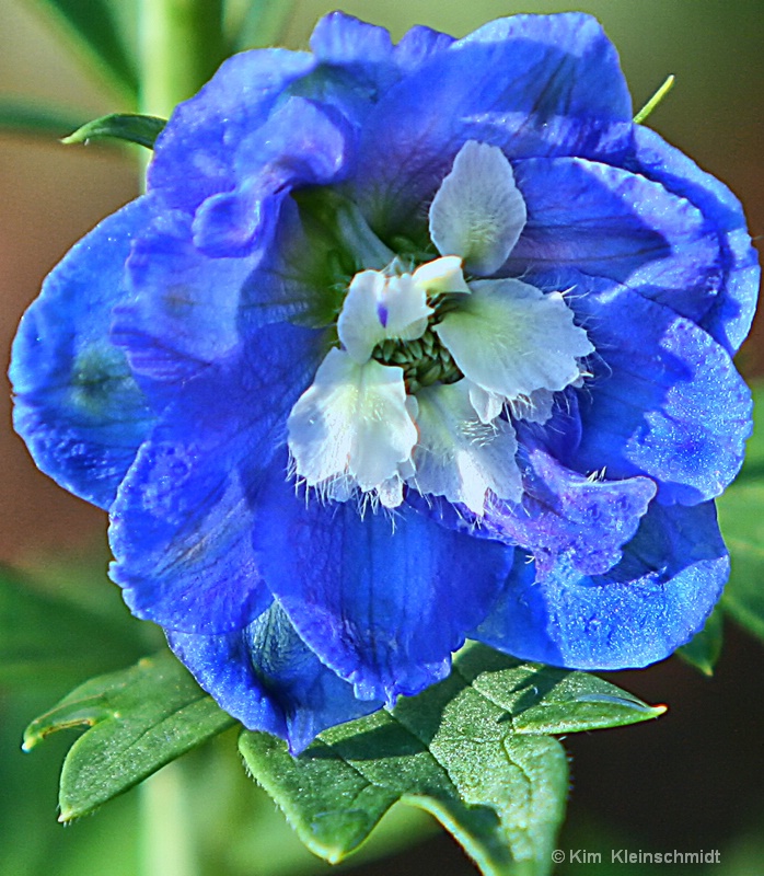 Larkspur