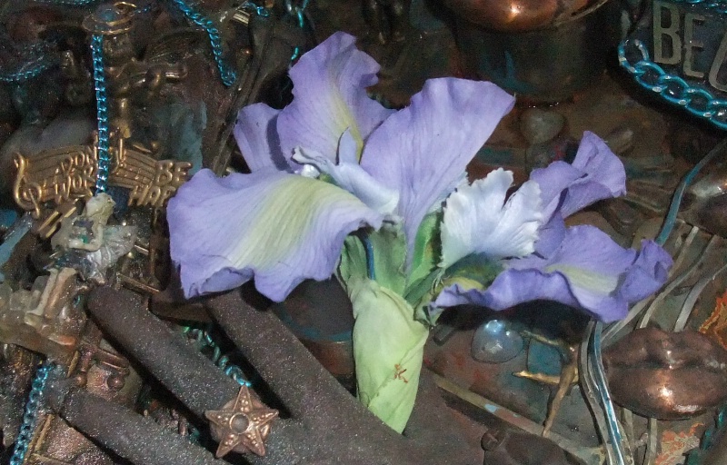 Iris Treasure