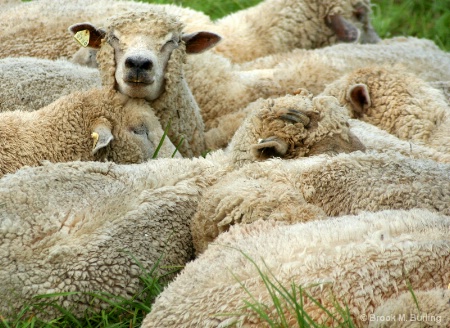 Flock of Sheep