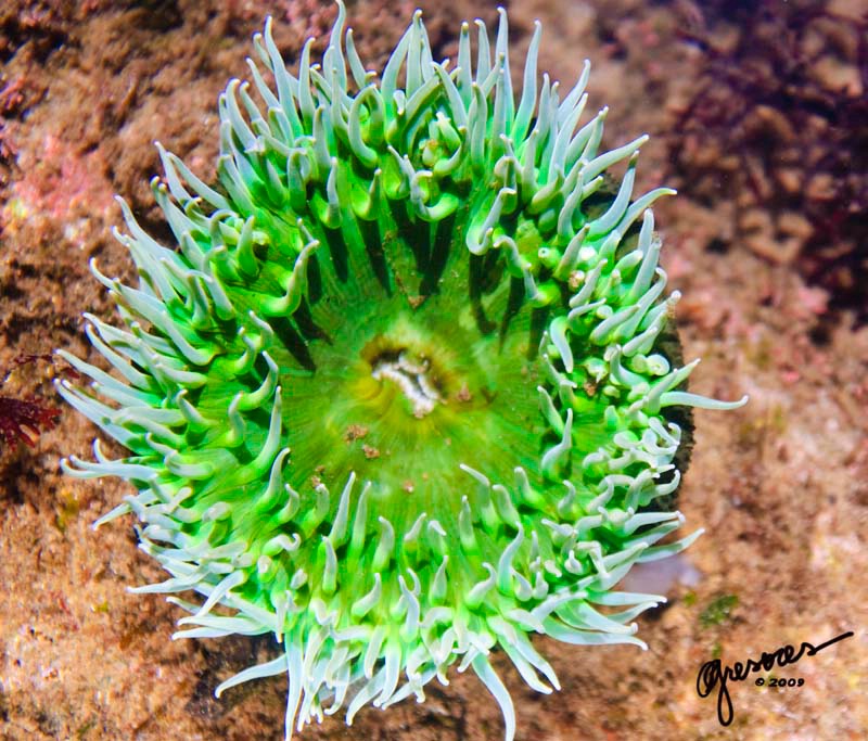 green anemone