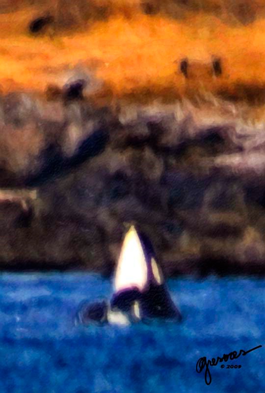 orca 7
