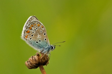 Icarus bleu