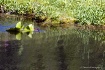 Camoflage