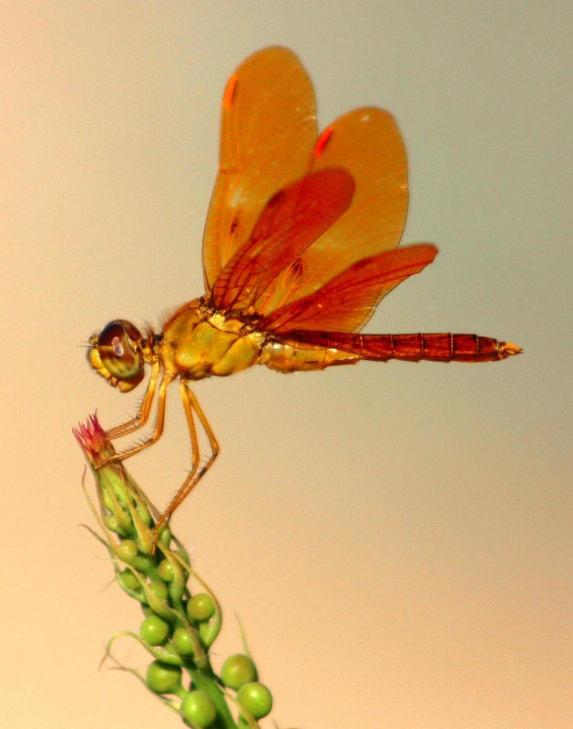 Orange Dragonfly - ID: 8755411 © Patricia A. Casey