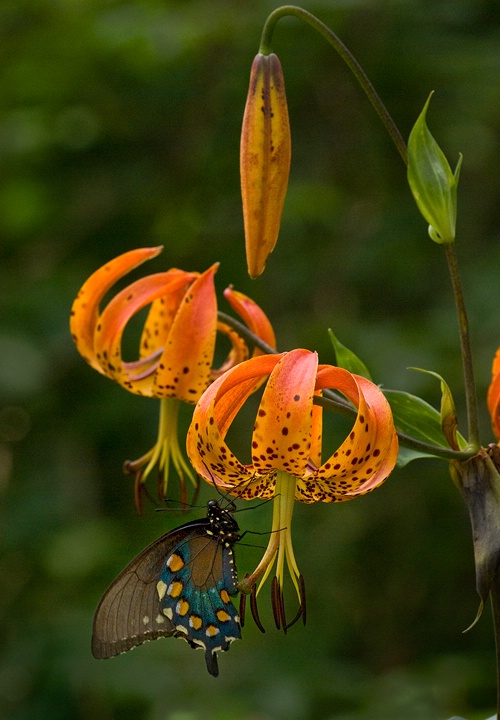 Pipevine Swallowtail on Turks Cap Lilly - ID: 8757099 © george w. sharpton