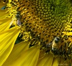 sun bees