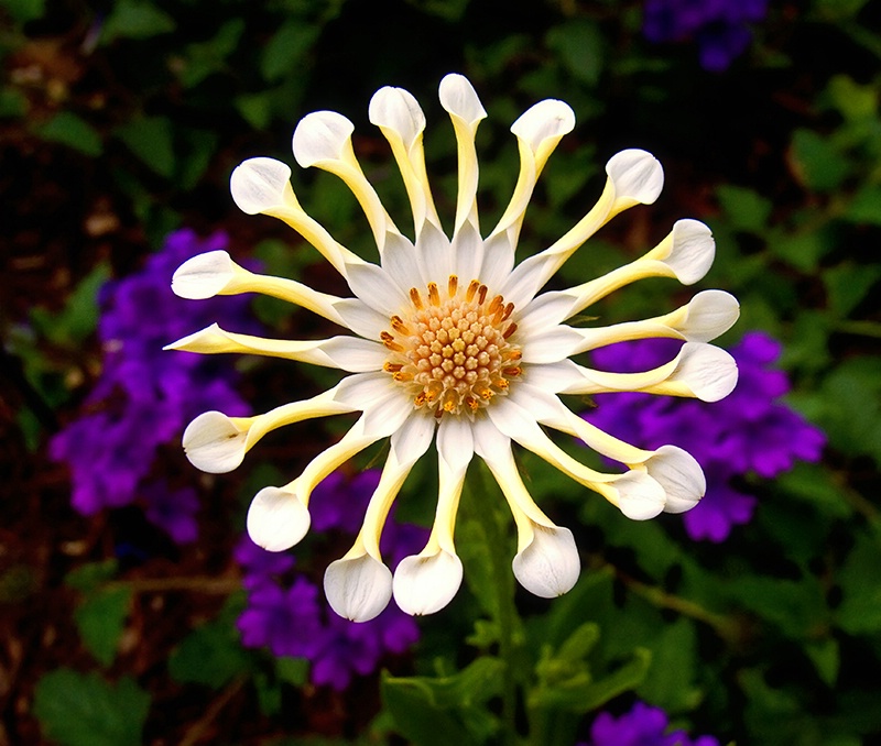 Soprano Vanilla Spoon - ID: 8761988 © Jeff Robinson
