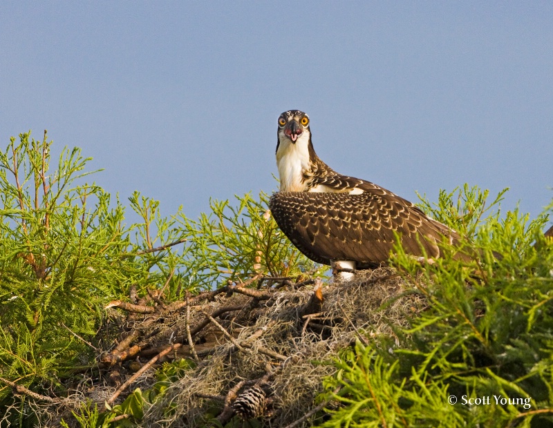 Curious Osprey; Lake Marion, SC - ID: 8762207 © Richard S. Young