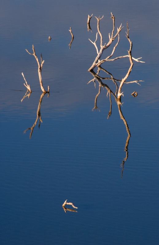 Backwater Reflection - ID: 8762436 © Patricia A. Casey