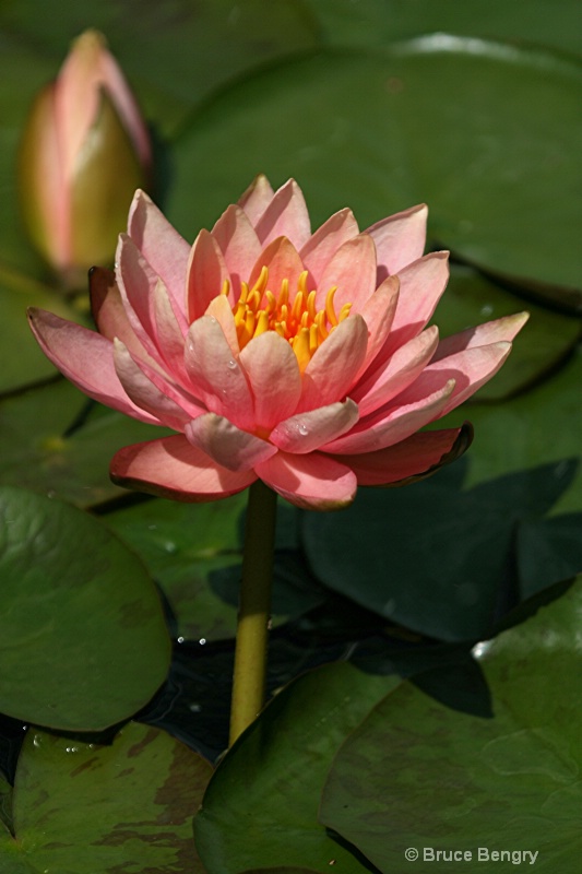 Pink Water lily