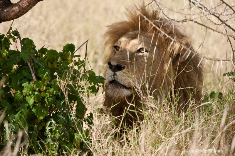 Lion Waiting - ID: 8764987 © Jessica Boklan