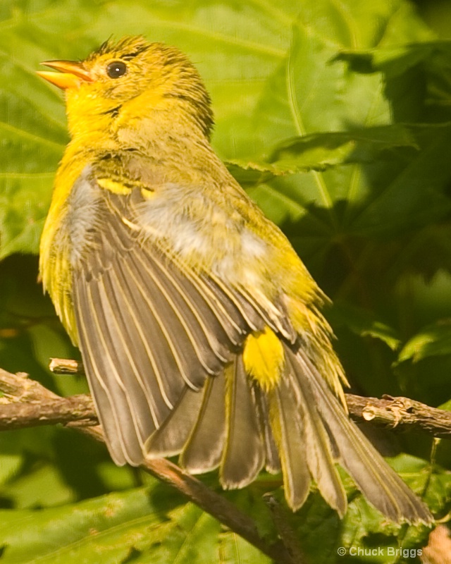 Female Western Red Tanager