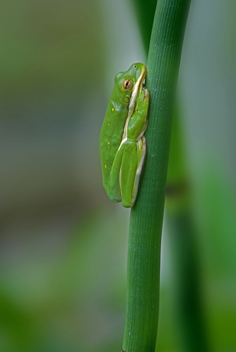 Green Tree Frog - ID: 8765004 © Donald R. Curry