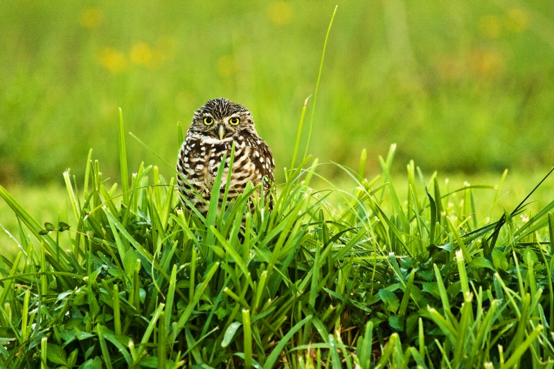 Owl in the grass