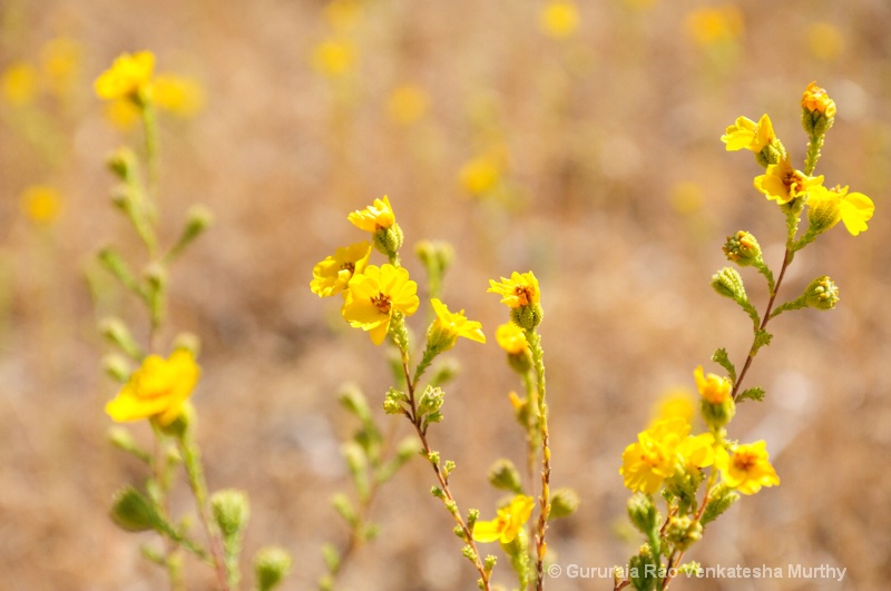 Wildflowers, Mount Diablo State Park