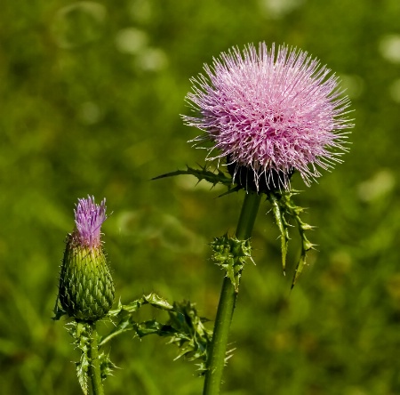 Thistle