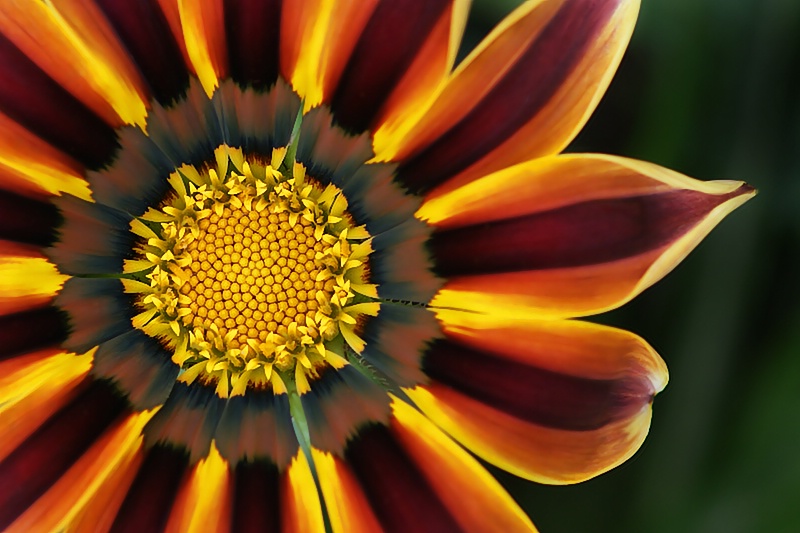 Gazania