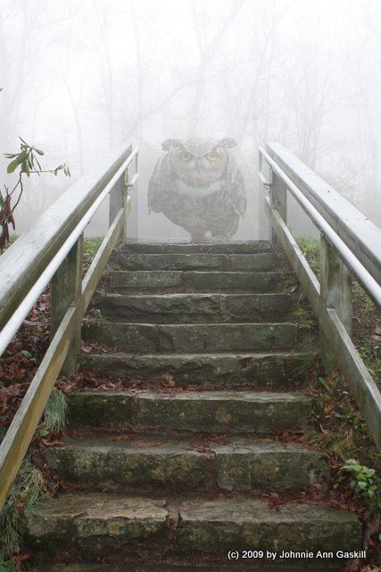 Owl in the Fog