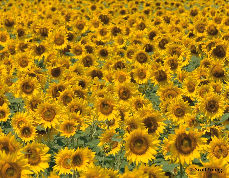 Sunflowers; Bucktown, MD - ID: 8766637 © Richard S. Young