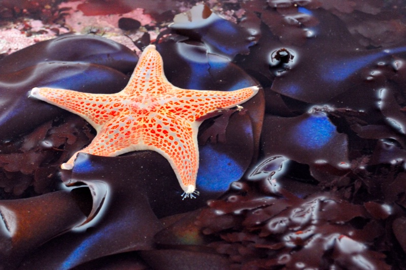 Leather Starfish