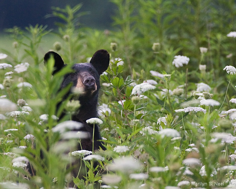 Peek-a-Boo - ID: 8767403 © Marilyn S. Neel