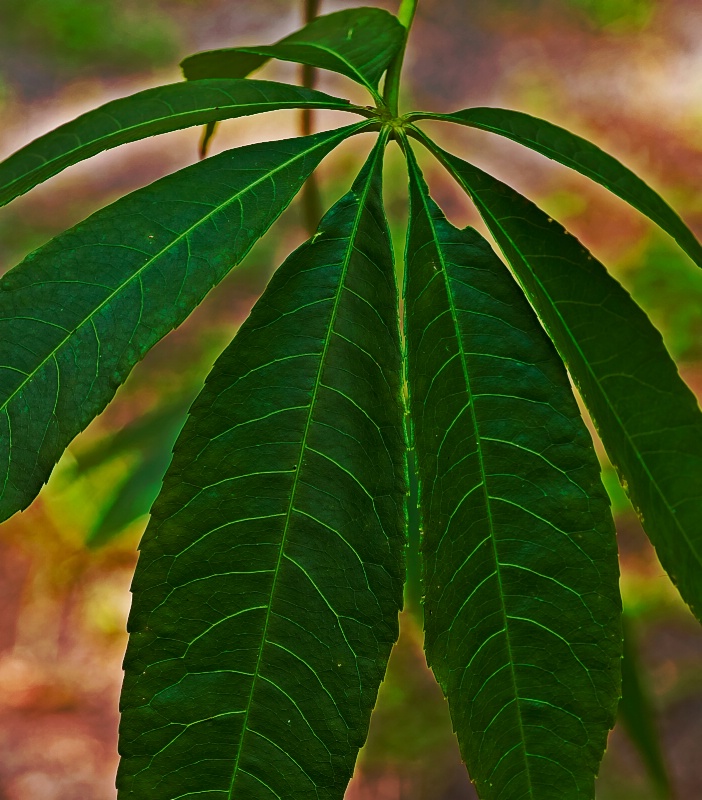 kapok leaf