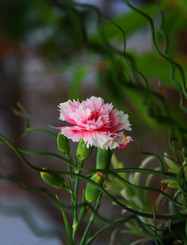 Carnation in the Wild...Wild Wild Pink