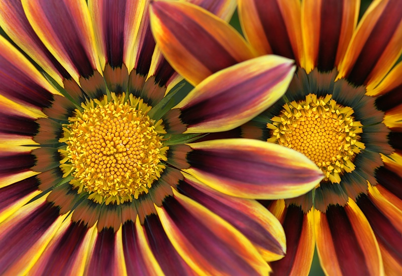 Gazanias