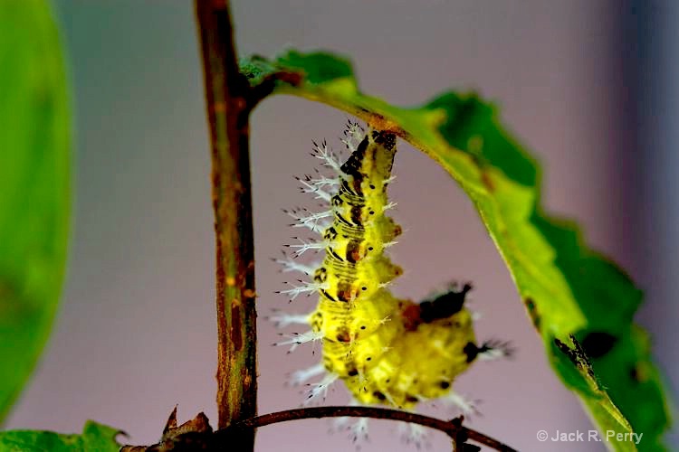 Eastern Comma Caterpillar