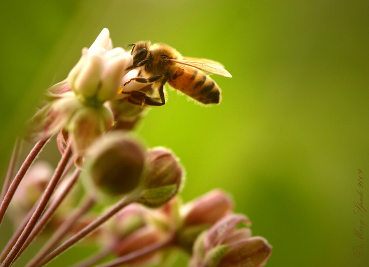  Honey Bee