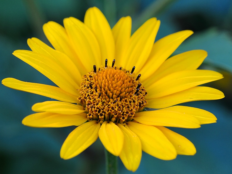 Maximilian Sunflower