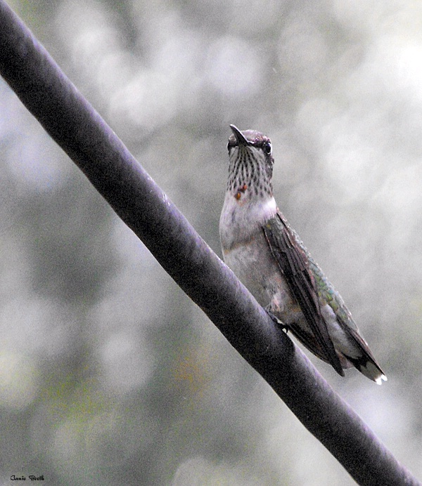 First  Hummingbird