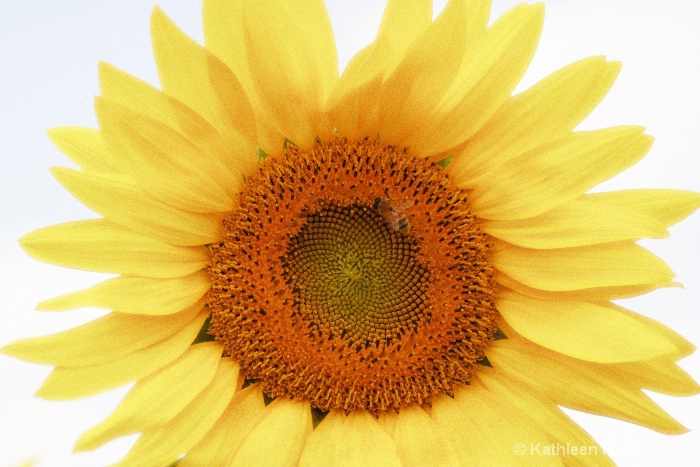 Sunflower Softness