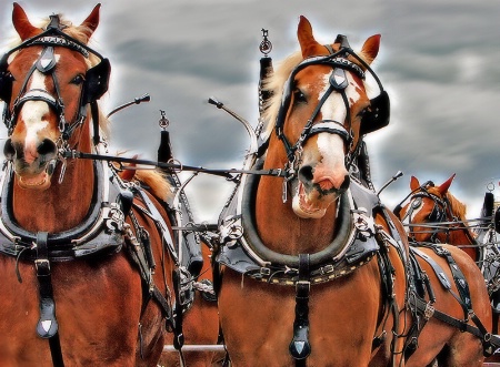 Clydesdale Express