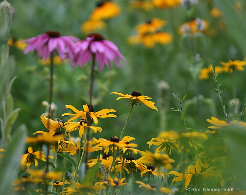 Wildflowers