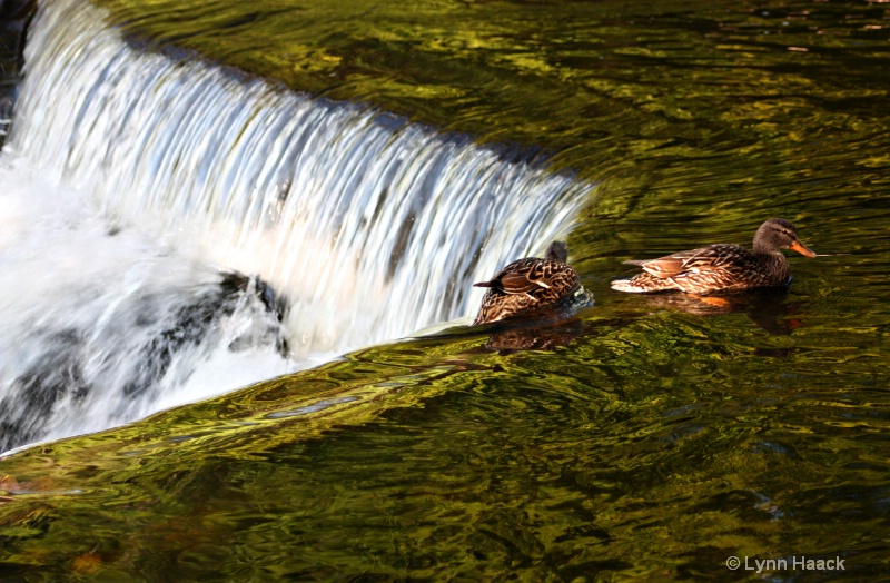 Ducks at Bond Falls