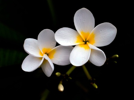 Beautiful Plumeria 